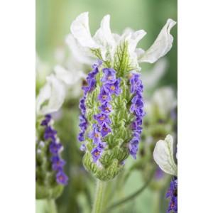 Nahaufnahme des lila GROW by OBI Lavendel (Lavandula stoechas) mit weißen Hochblättern.