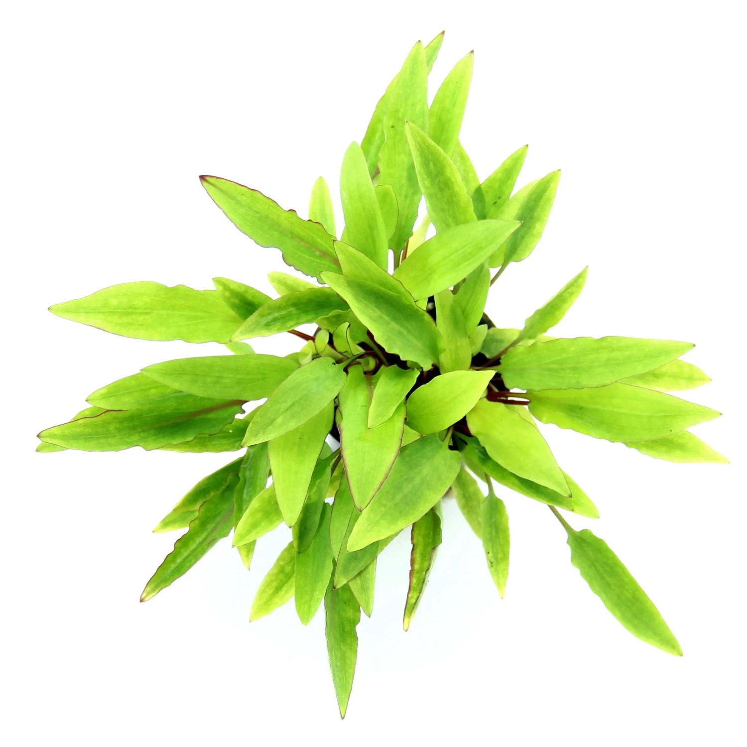 Dennerle Plants Aquariumpflanze Cryptocoryne affinis Dark Orange Zwergspeerblatt