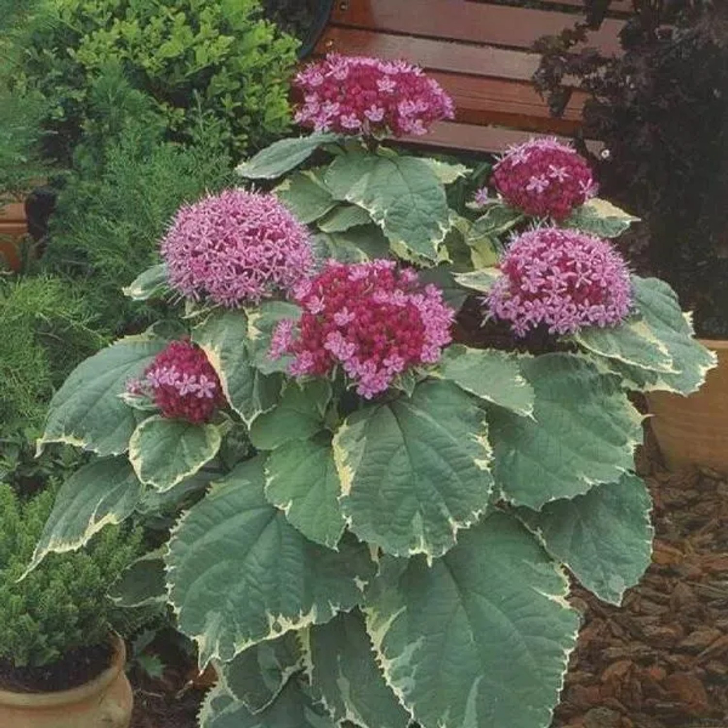 Losstrauch 'Pink Diamond' Clerodendrum bungei 30 bis 40 cm im Container Dekorativ