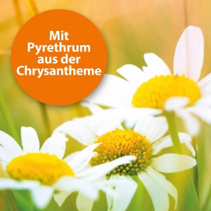 Chrysanthemenblüten: Pyrethrum im Ardap Zecken- und Flohhalsband für kleine Hunde.
