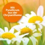 Chrysanthemenblüten: Pyrethrum im Ardap Zecken- und Flohhalsband für kleine Hunde.