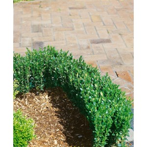 Dicht gewachsene, grüne Ilex crenata 'Zwischenahn' Heckenpflanze im Garten.