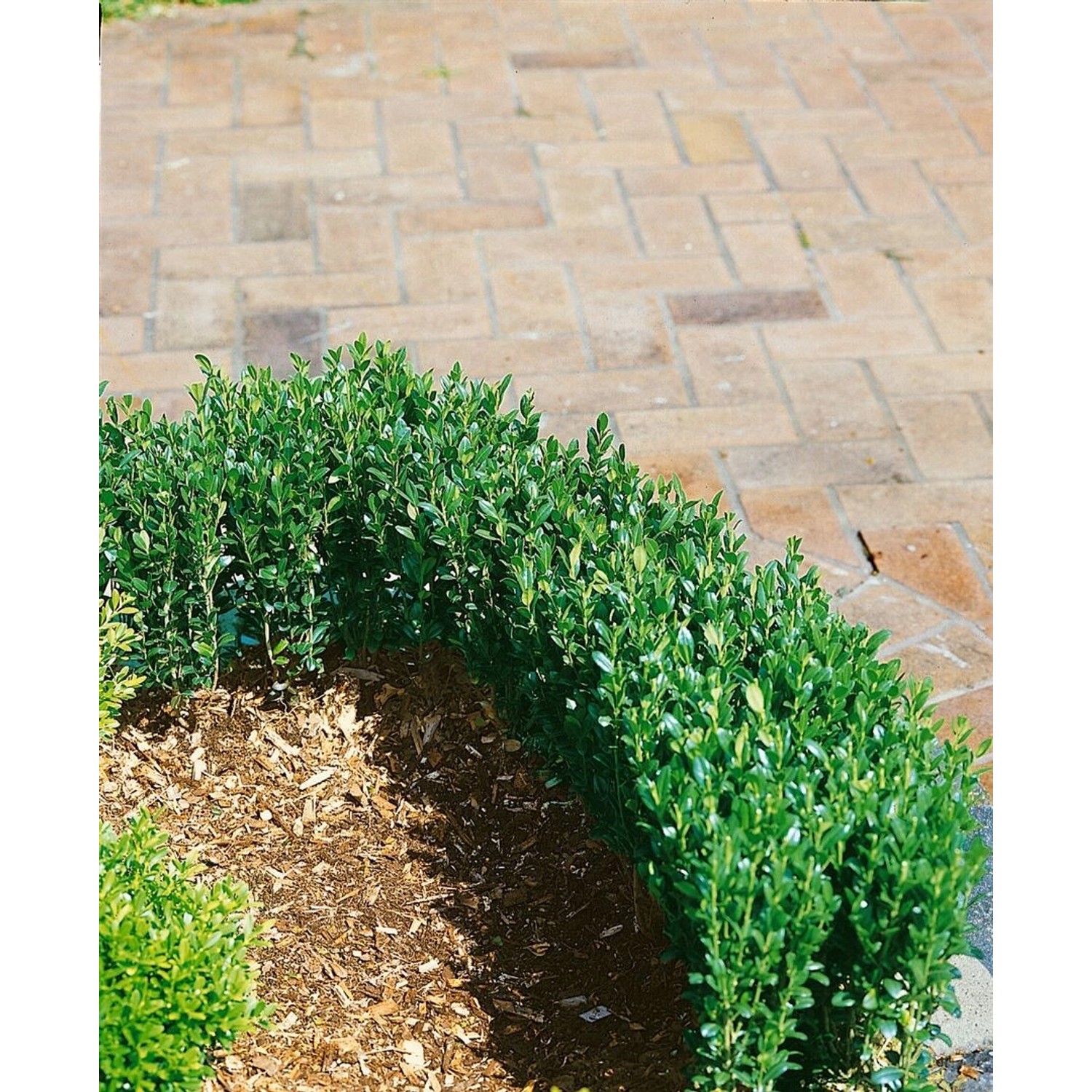 Ilex crenata 'Zwischenahn' 125-150 cm günstig online kaufen