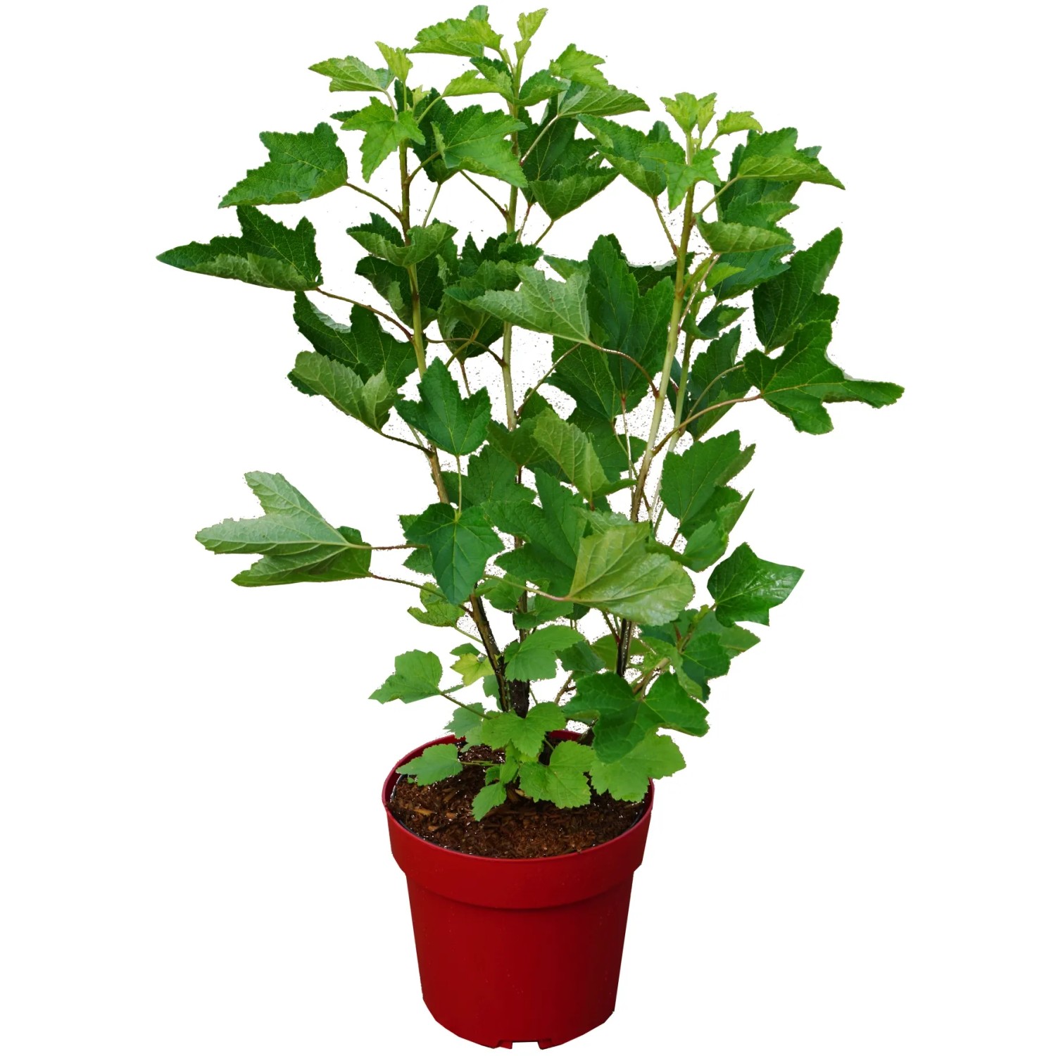Rote Johannisbeere "Rosetta" Höhe ca. 30 cm Topf ca. 3,4 l Ribes rubrum