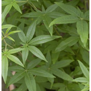 Nahaufnahme des grünen Blätterwerks eines Weissen Mönchspfeffers (Vitex agnus castus) Strauchs.