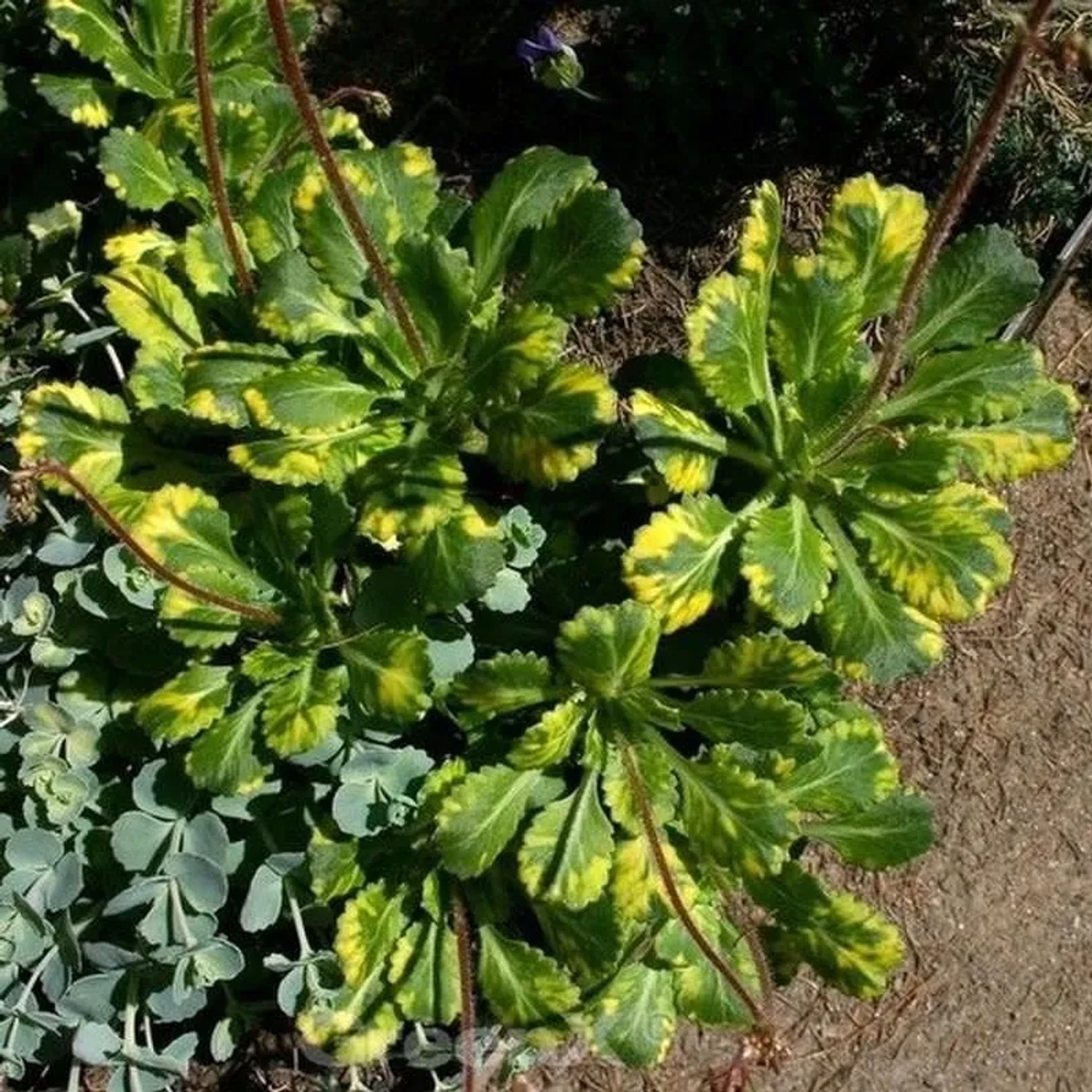 Porzellanblümchen Variegata - Saxifraga urbium Variegata