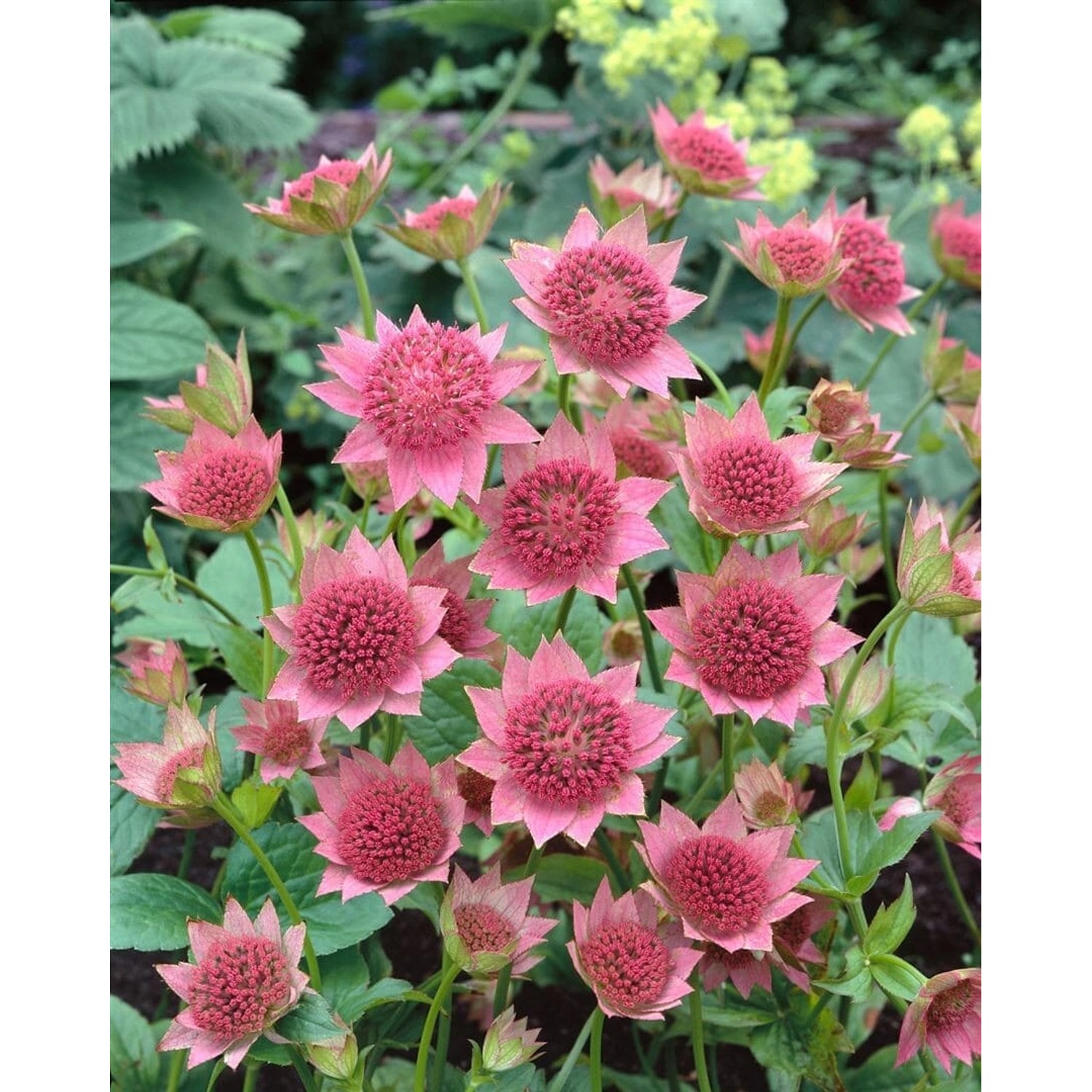 Astrantia Maxima Große Sterndolde Ca. 9x9 cm Topf günstig online kaufen