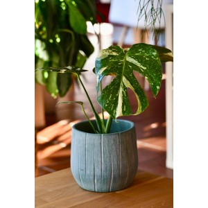 Fensterblatt Thai Constellation im Topf, grüne Zimmerpflanze mit weißer Musterung.