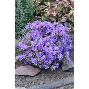 Blühender, lilafarbener Zwergrhododendron/Azalee im Garten, ca. 15-25 cm hoch.