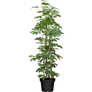 Strahlenaralie Compacta im Topf, ca. 17 cm, mit Moosstab. Zimmerpflanze mit grünen Blättern.