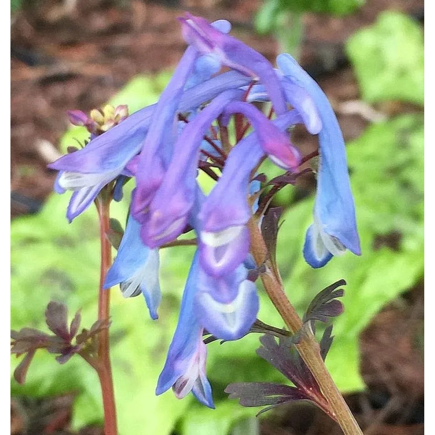 Blauer Lerchensporn - Corydalis flexuosa