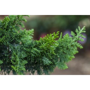 Nahaufnahme der grünen Chamaecyparis Obtusa Teddy Bear Hinoki-Scheinzypresse.