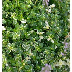 Nahaufnahme des Breitblättrigen Thymian Foxley mit grün-weiß panaschierten Blättern.