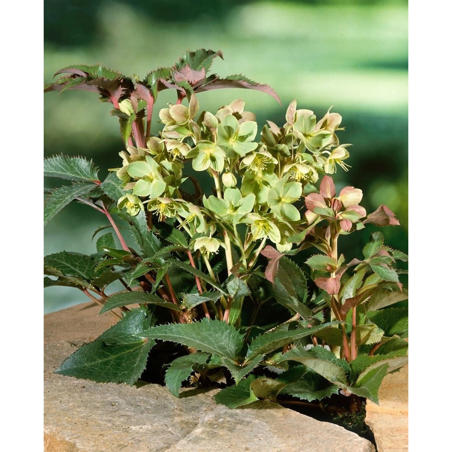 Helleborus x Sternii Staude im 11x11 cm Topf mit grünlich-rosa Blüten und ledrigen Blättern.