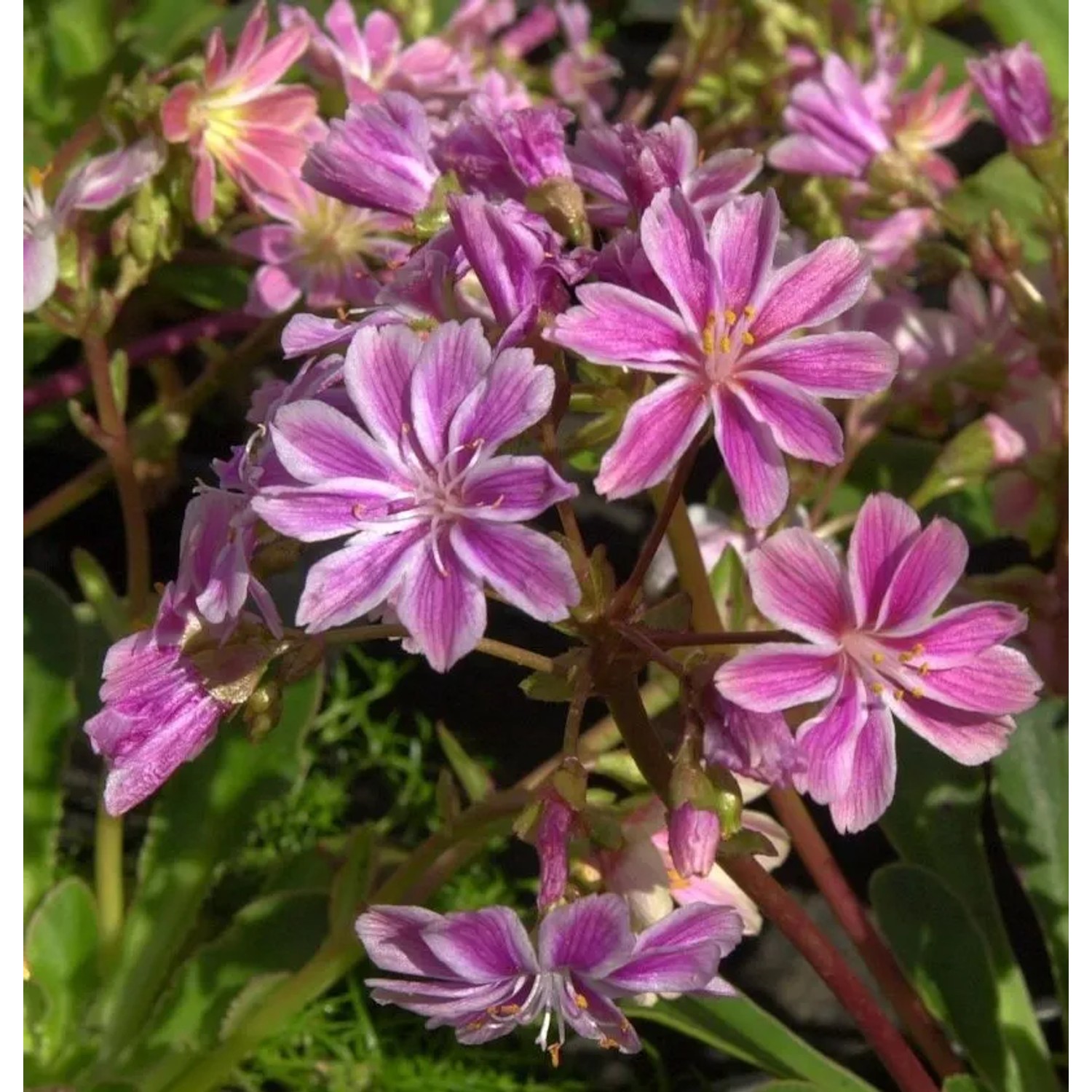 Bitterwurz - Lewisia cotyledon