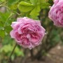 Nahaufnahme einer rosa Historischen Rose Mme Boll im Garten.