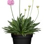 Grasnelke 'Dreameria' im Topf: Rosa-lila Blüten der Armeria pseudoarmeria, eine attraktive Stehpflanze für den Garten.