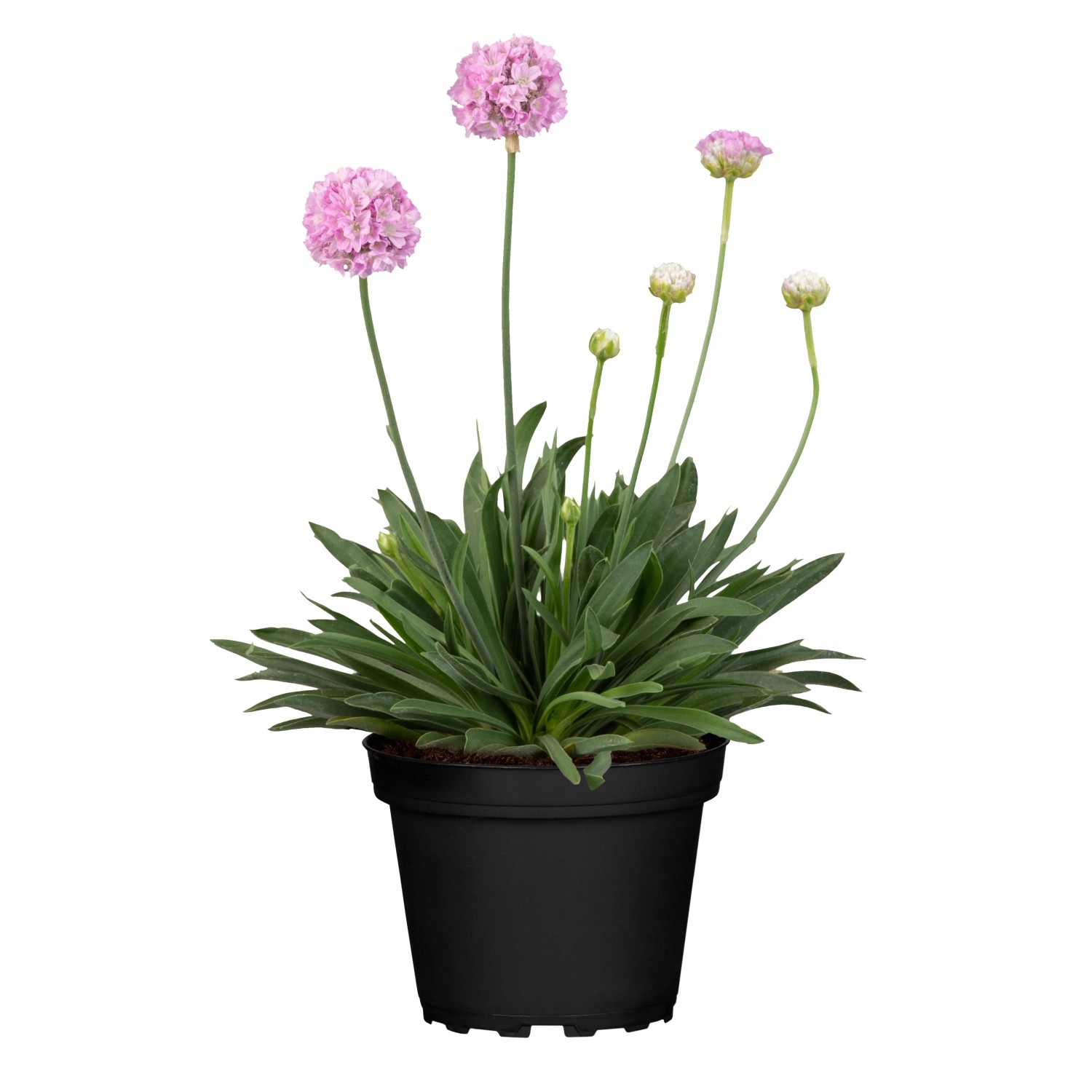 Grasnelke 'Dreameria' im Topf: Rosa-lila Blüten der Armeria pseudoarmeria, eine attraktive Stehpflanze für den Garten.