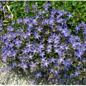 Blühende Polsterglockenblume 'Stella' im 9x9 cm Topf. Bodendecker mit violett-blauen Blüten.