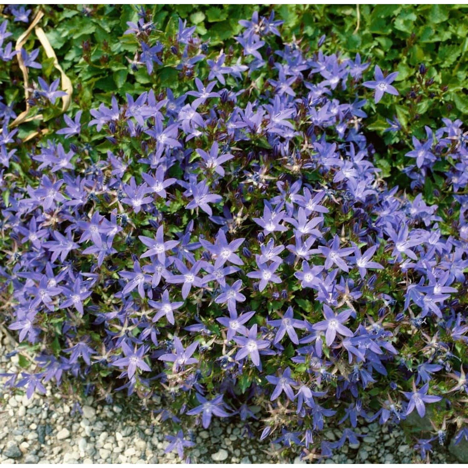 Campanula Poscharskyana Stella Polsterglockenblume Ca. 9x9 cm Topf günstig online kaufen