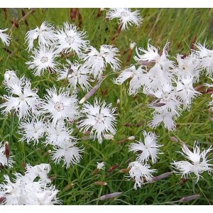 Nahaufnahme der weißen Blüten der Sandnelke (Dianthus arenarius) im Garten.