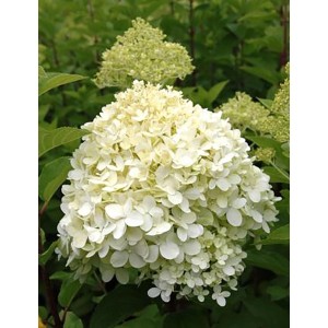Rispenhortensie Limelight Höhe ca. 20-40 cm Topf ca. 2,3 l Hydrangea paniculata