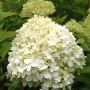 Rispenhortensie Limelight mit weißen Blüten im Topf. Hydrangea paniculata.