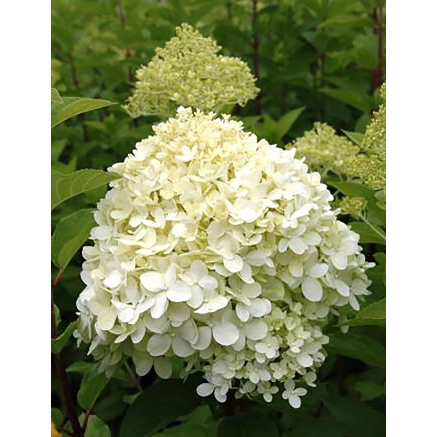 Rispenhortensie Limelight mit weißen Blüten im Topf. Hydrangea paniculata.