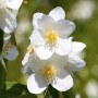 Nahaufnahme des weißen Pfeifenstrauchs Philadelphus Erectus mit gelben Staubgefäßen.