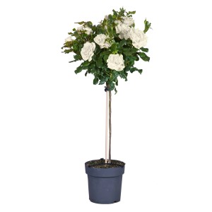 Stammrose Palace Weiß im Topf, ca. 100-110 cm hoch, mit üppigen weißen Blüten.