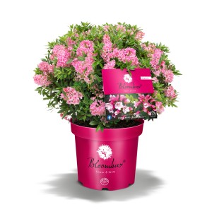 Rhododendron Bloombux® Magenta im Topf: Immergrüne Alternative mit leuchtenden, magentafarbenen Blüten.