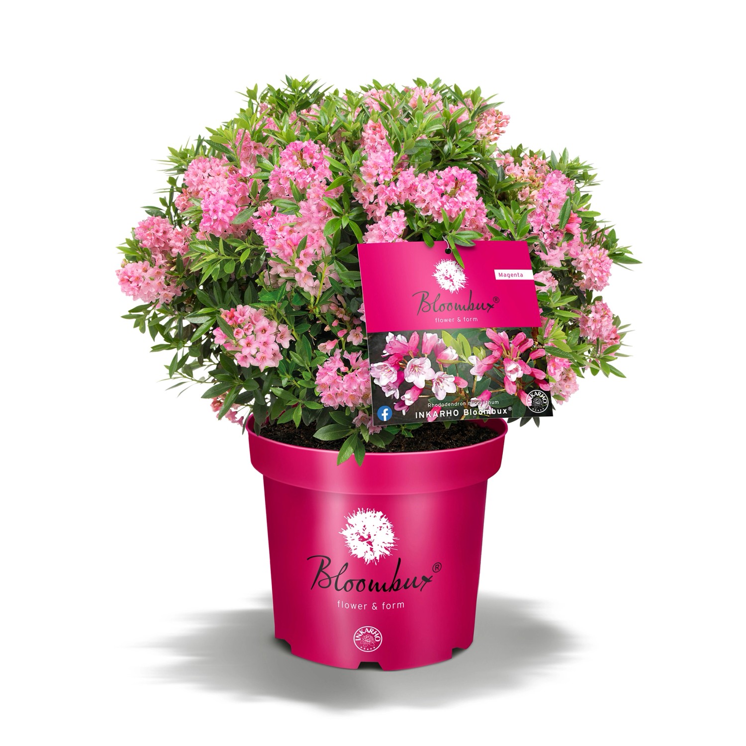 Rhododendron Bloombux® Magenta Höhe ca. 30-40 cm Topf ca. 5 l Rhododendron günstig online kaufen