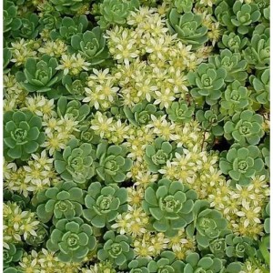 Nahaufnahme der Rosetten Fetthenne (Sedum pachyclados) mit kleinen, weißen Blüten.
