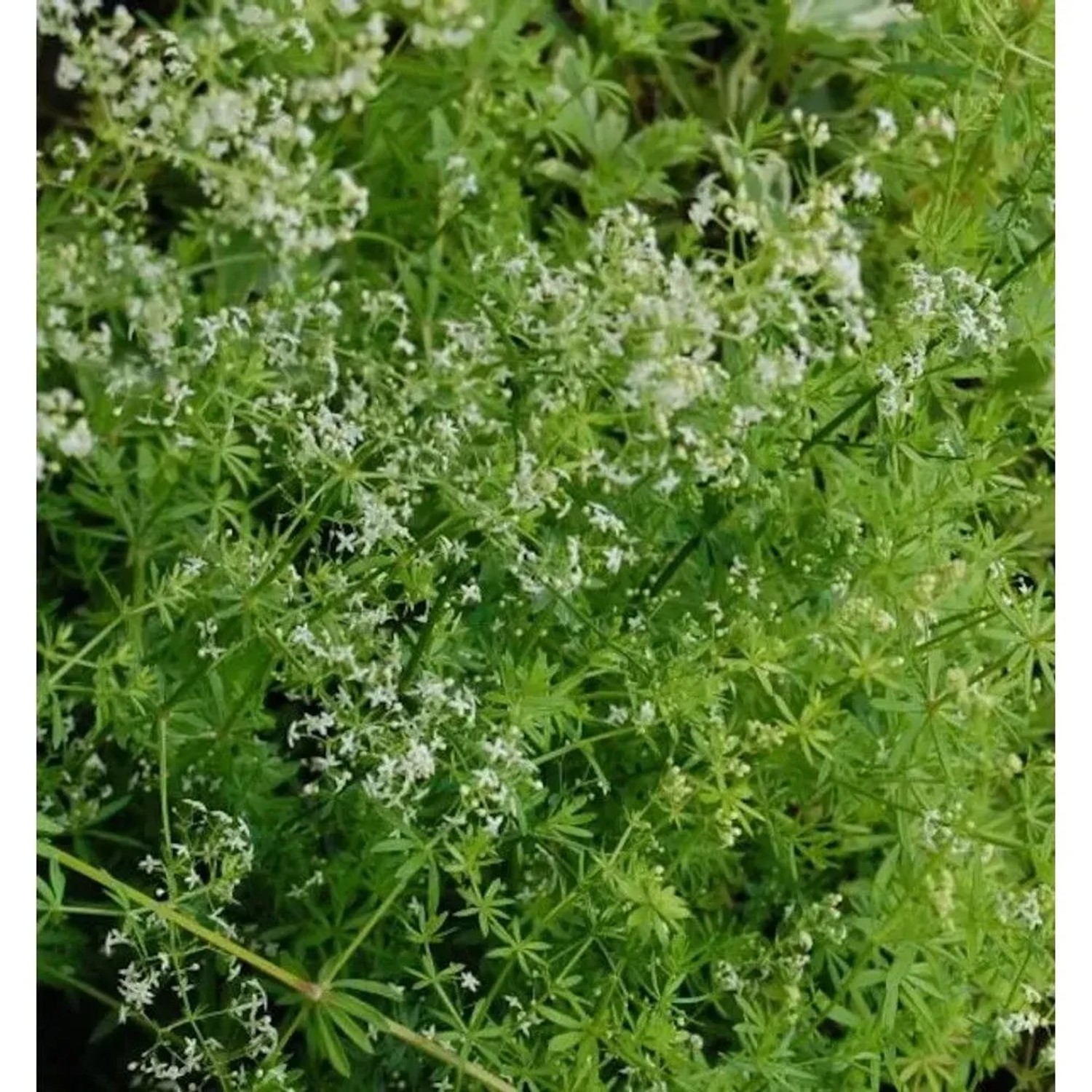 Wiesen Labkraut - Galium mollugo