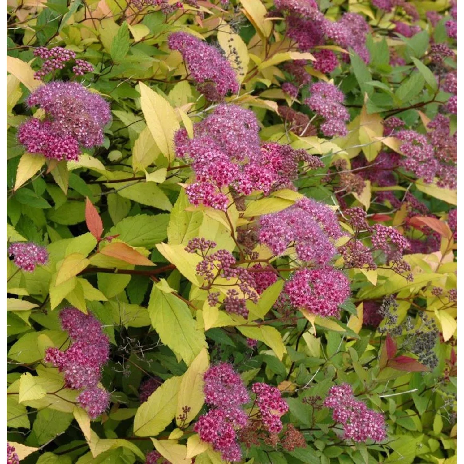 Sommerspierstrauch Double Play Gold 30-40cm - Spiraea japonica
