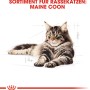 Zeichnung einer liegenden Maine Coon Katze. Royal Canin Katzenfutter für Maine Coon.