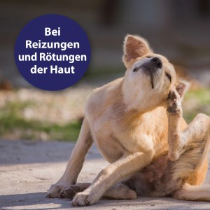 Hund kratzt sich: Canosept Hautpflege-Spray bei Juckreiz und Hautirritationen.