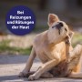 Hund kratzt sich: Canosept Hautpflege-Spray bei Juckreiz und Hautirritationen.