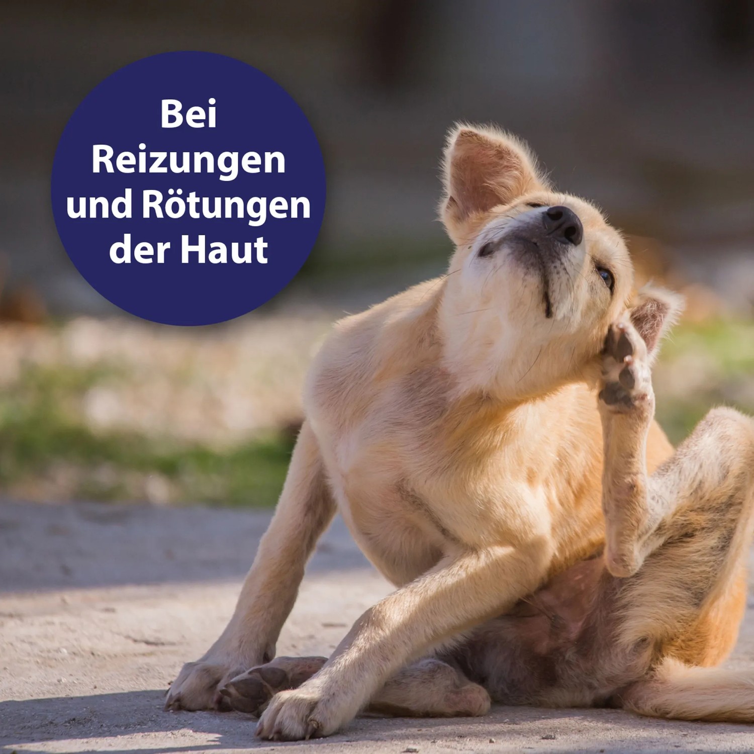 Hund kratzt sich: Canosept Hautpflege-Spray bei Juckreiz und Hautirritationen.