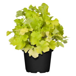 Purpurglöckchen 'Gelb' im Topf, eine attraktive Blattschmuckstaude für Beet und Kübel.