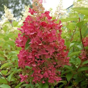 Rispenhortensie 'Pinky Winky' Hydrangea paniculata 40 bis 50 cm im Container Blütenrispen