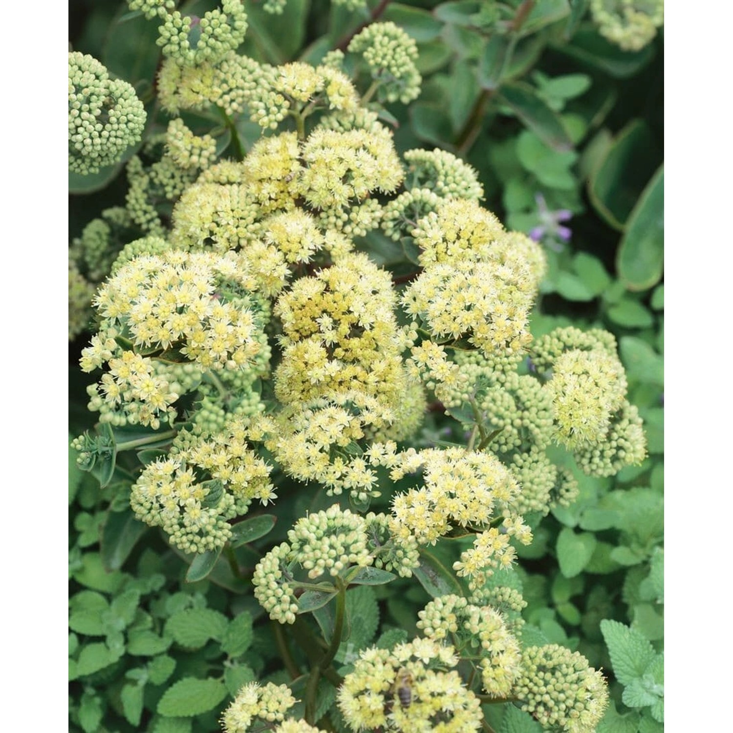 Sedum Spectabile Sunkissed Prachtfetthenne Ca. 11x11 cm Topf günstig online kaufen