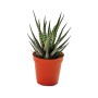 Zebra-Haworthie (Haworthia fasciata) im Topf, eine dekorative Sukkulente mit weißen Streifen.