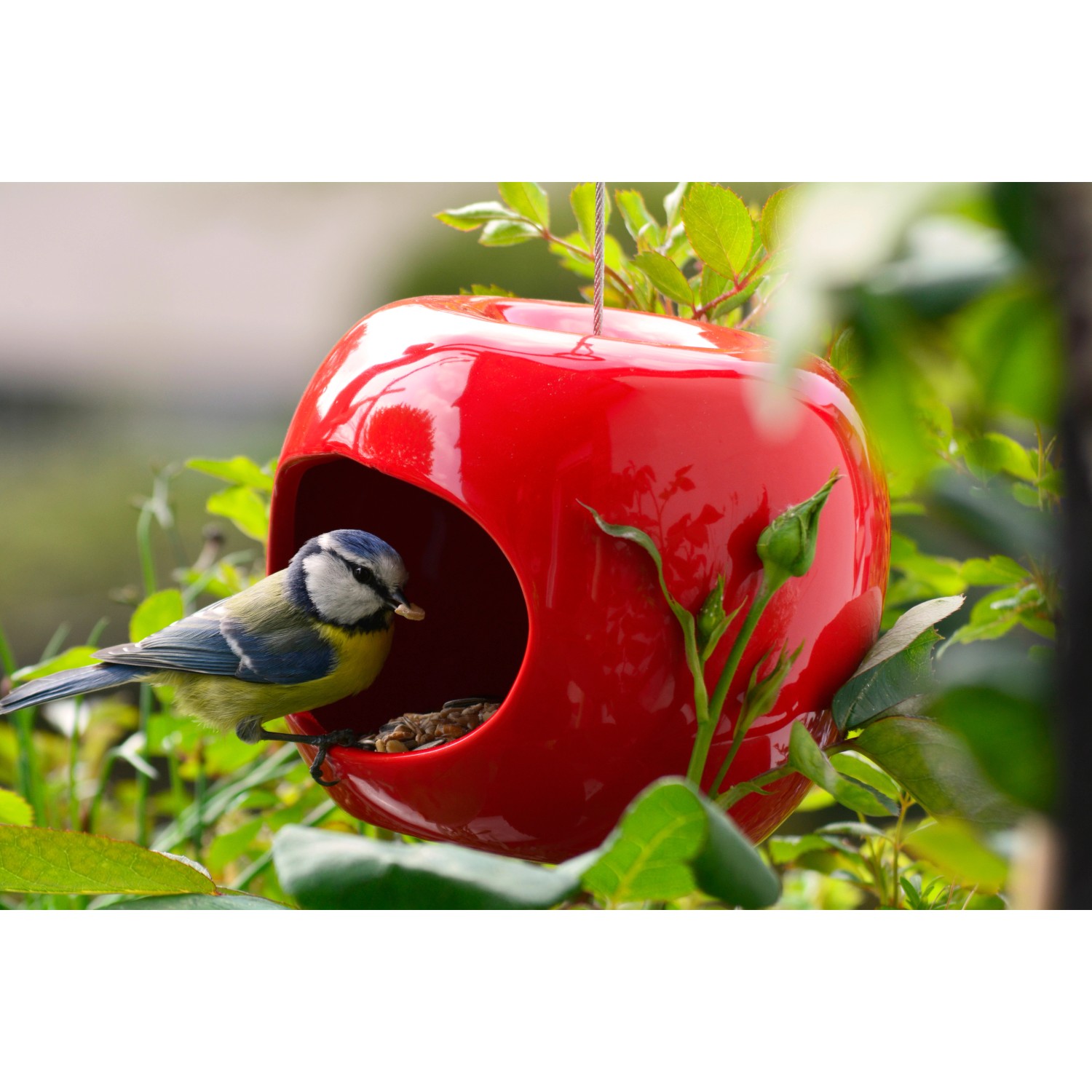 Rot glänzender Keramik-Futterspender in Apfelform mit Blaumeise. Vogelhaus aus dem 3er-Set.