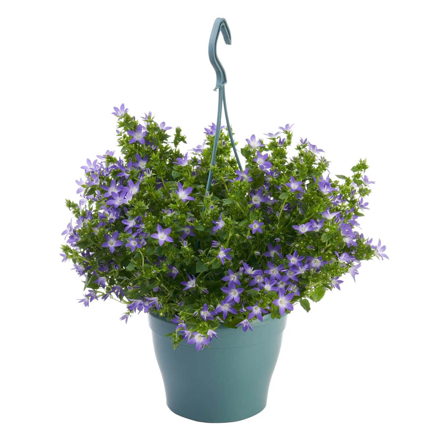 Glockenblumen-Ampel mit lila Blüten im Topf, hängend.