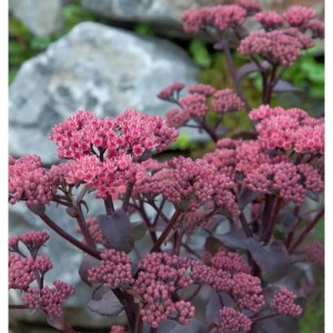 Fetthenne 'Thunderhead' (Sedum cultorum) mit rosa Blüten vor einem Stein.