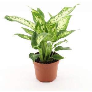 GROW Dieffenbachie "Compacta" Höhe ca. 35 cm Topf-Ø 12 cm Dieffenbachia maculata