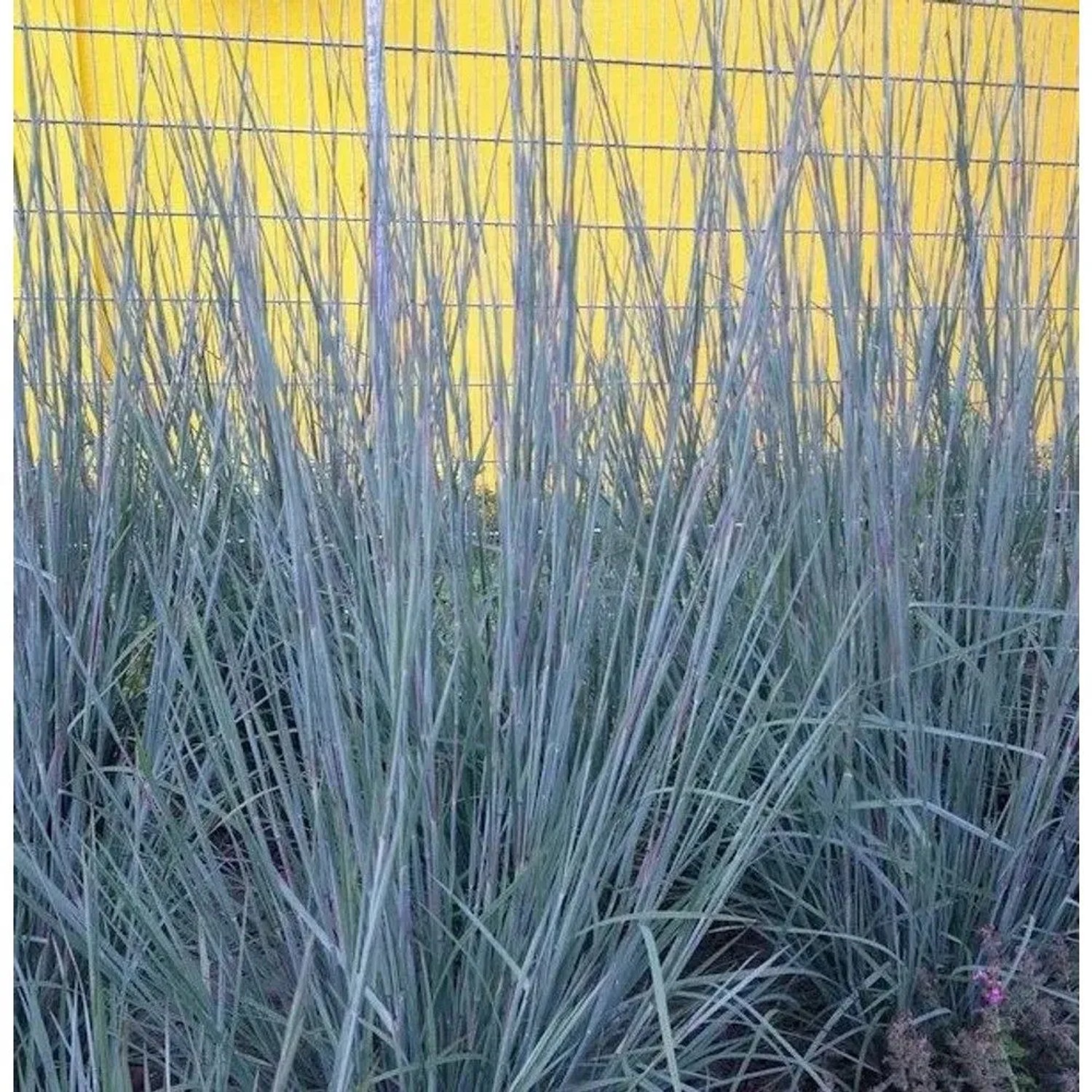 Bartgras Prairie Blues - Schizachyrium scoparium