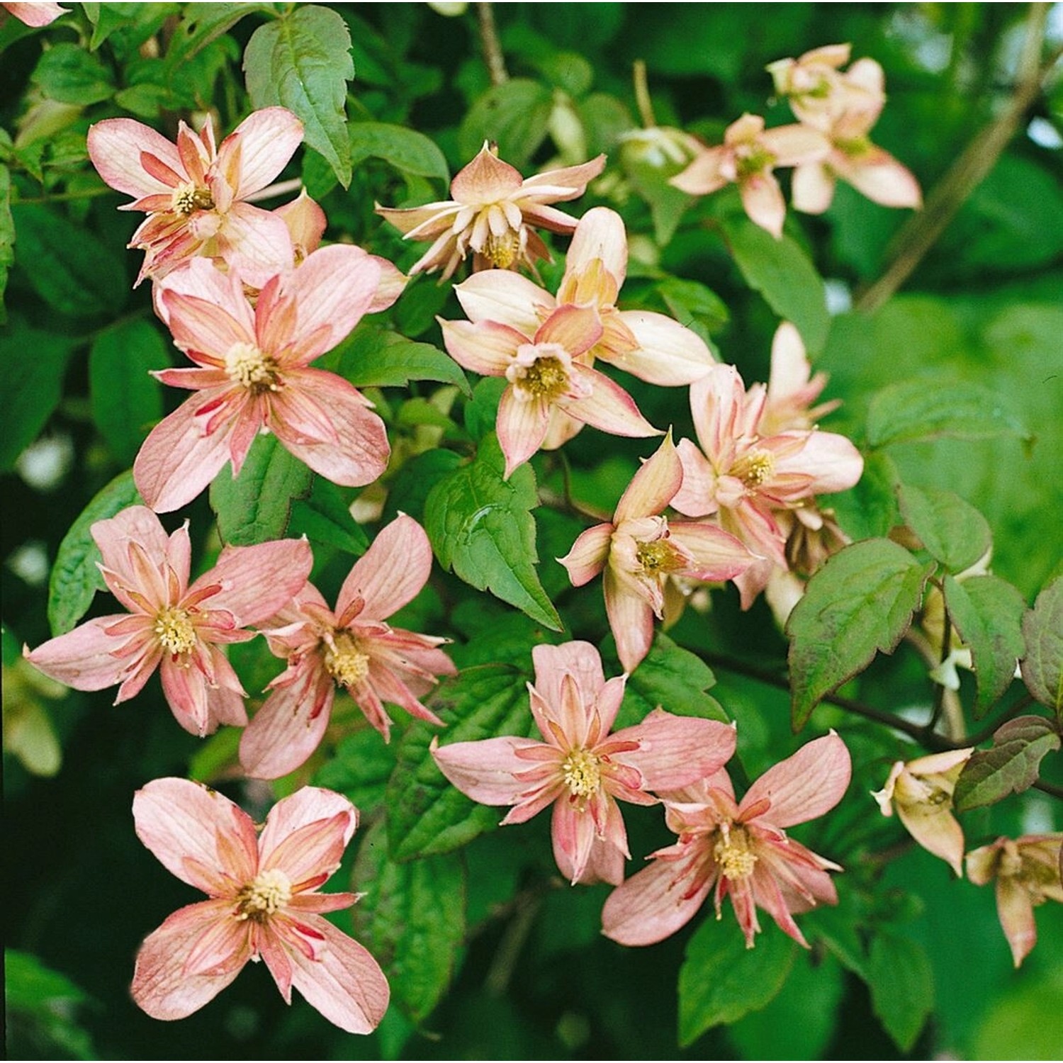Nahaufnahme der rosa Clematis Montana Marjorie Berg-Waldrebe mit grünen Blättern.