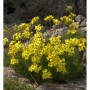 Olymp Felsenblümchen: Draba bruniifolia mit leuchtend gelben Blüten auf Steinen.